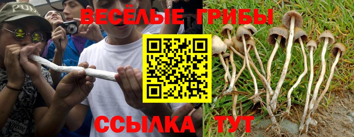 Галлюциногенные грибы Psilocybe  Галлюциногенные грибы MAGIC MUSHROOMS  Зерноград 